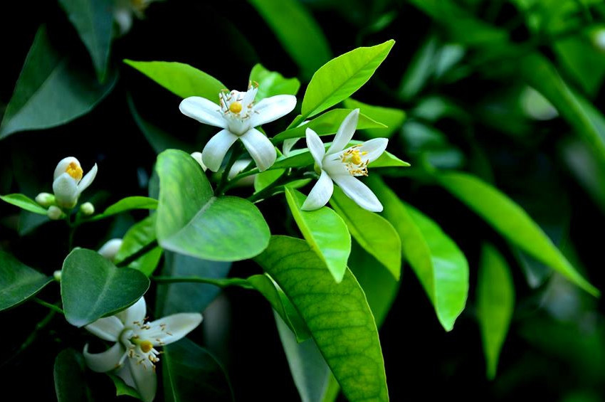 Portakal Çiçeği Karnavalı 23 Marta alındı