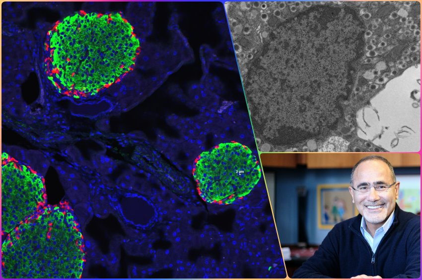 Şeker hastalığına tedavi umudu doğuran bir hormon teşhis edildi