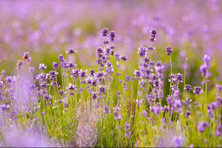 Türkiye’de 75’e yakın tescilli şifalı bitki yetişiyor