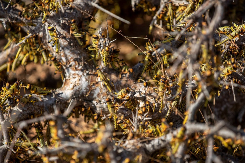 Somalide çekirge istilası OHAL ilan ettirdi
