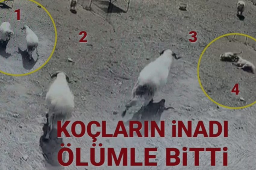 Koç tokuşması ölümle bitti!