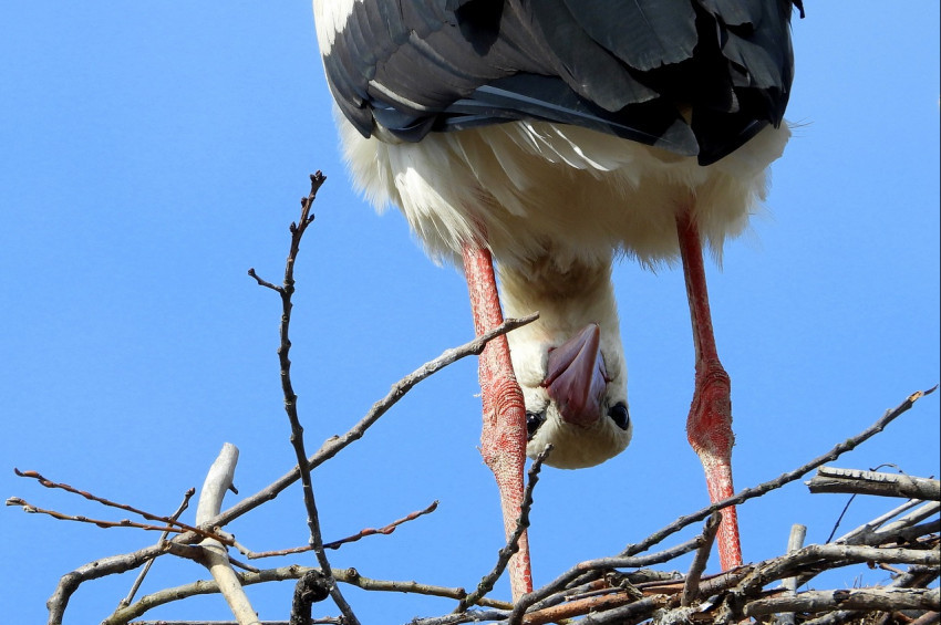 Nisan Ayı burç yorumları ve şifalı nesneleri: 2021