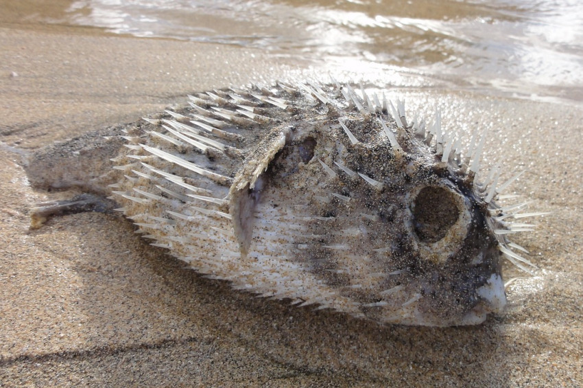 Akdenizde Balon balıklarının sayısı hızla artıyor