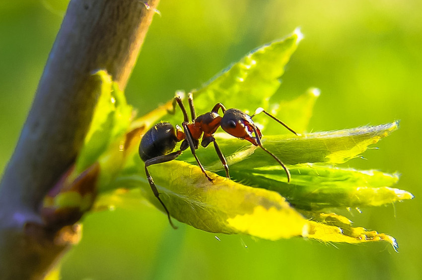 Karıncalar, hasta bitkiler için şifalı kimyasallar üretiyor!