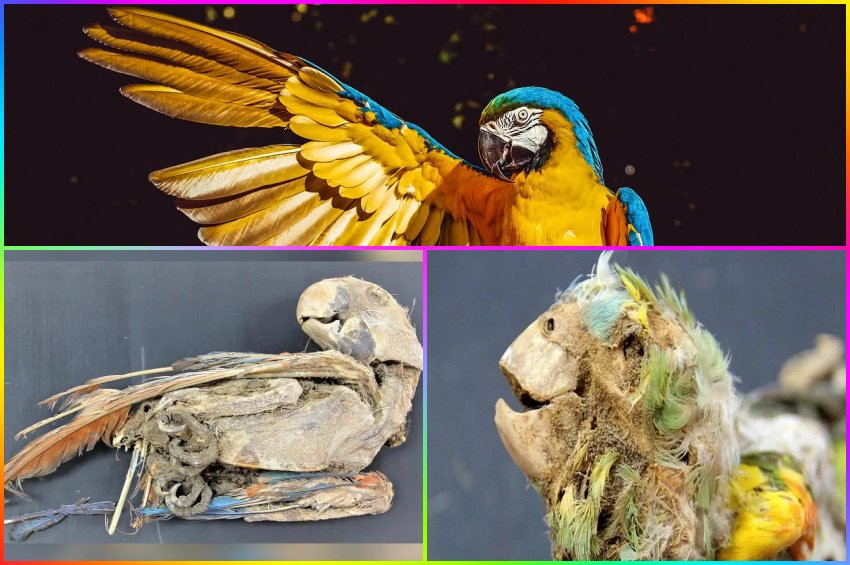 Kuş Mumyaları, tarihi kuş ticaretini ortaya çıkarttı