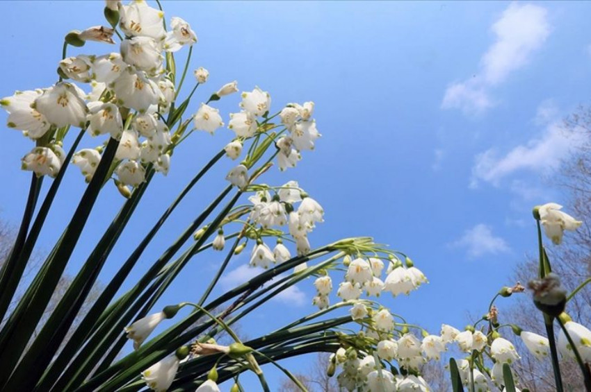Alzaymır ve çocuk felci tedavisinde önemli bitkinin soyu tükeniyor