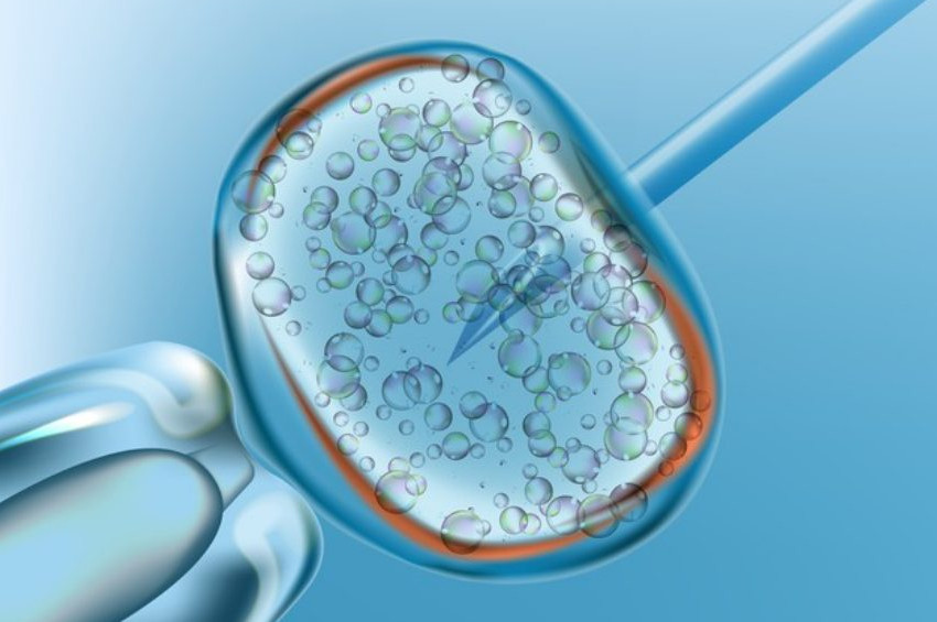 İnsan ve maymun melezi embriyo üretildi