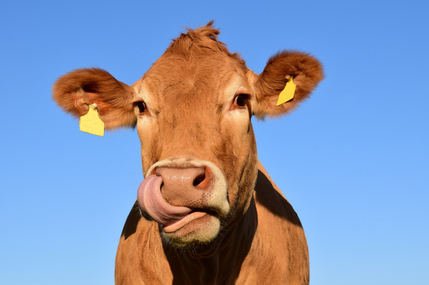 Koronavirüs Kars’ta sığırları telef etti