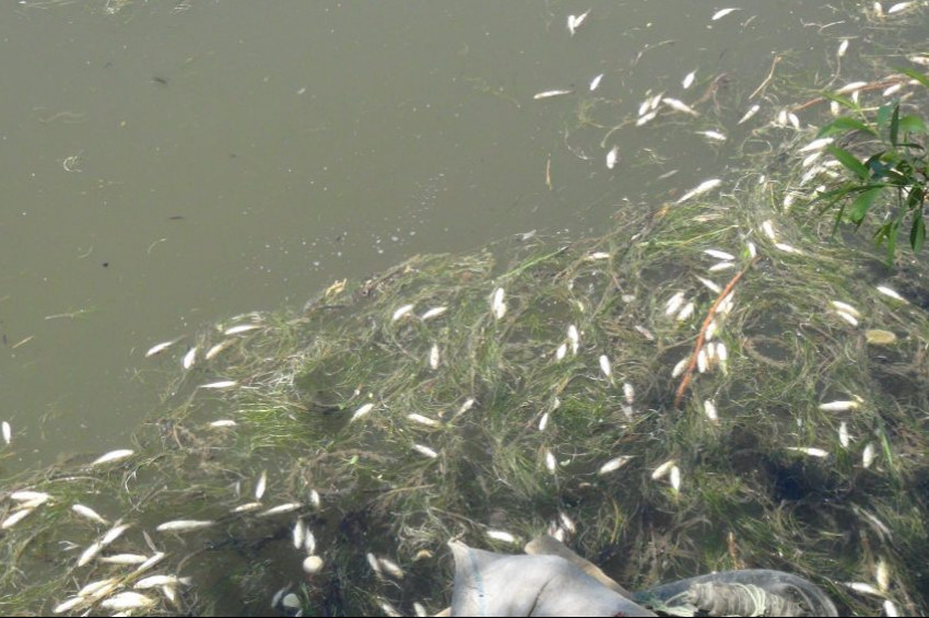 Dicle Nehrindeki toplu balık ölümleri korkuttu