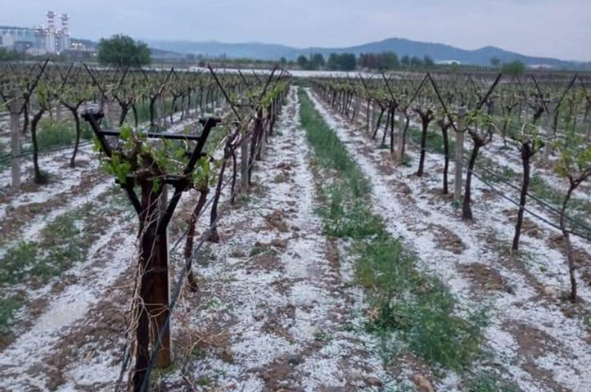 Denizlide dolu yağışı bağ ve bahçelere zarar verdi
