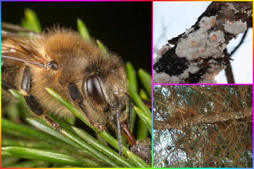 Arılar çiçek açmayan bitkilerden nasıl bal toplar?