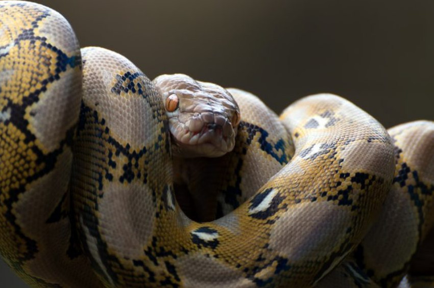 Endonezyalı kayıp kadın yılanın karnında bulundu