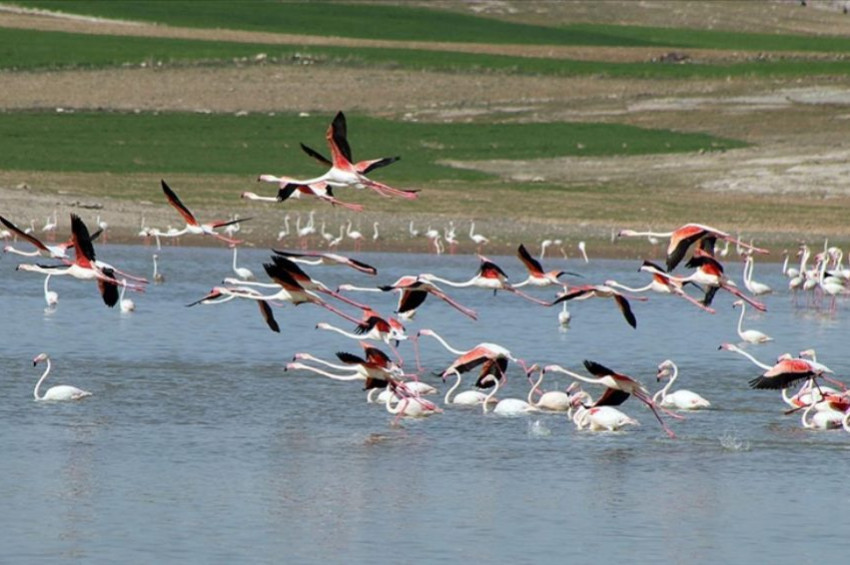 Allı turnalar Tuz Gölünü şenlendirdi