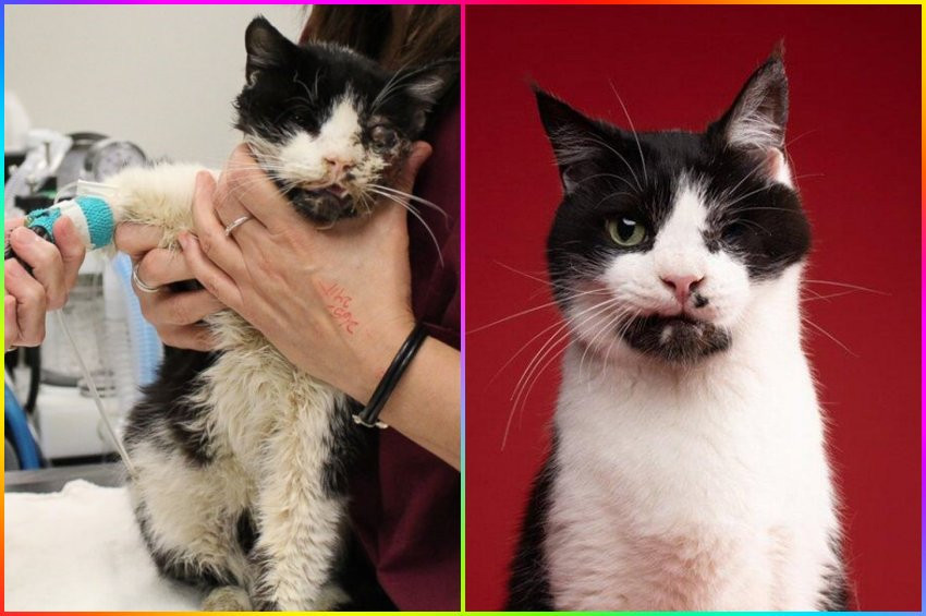 Zombi Kedi Bart yeni hayatından memnun