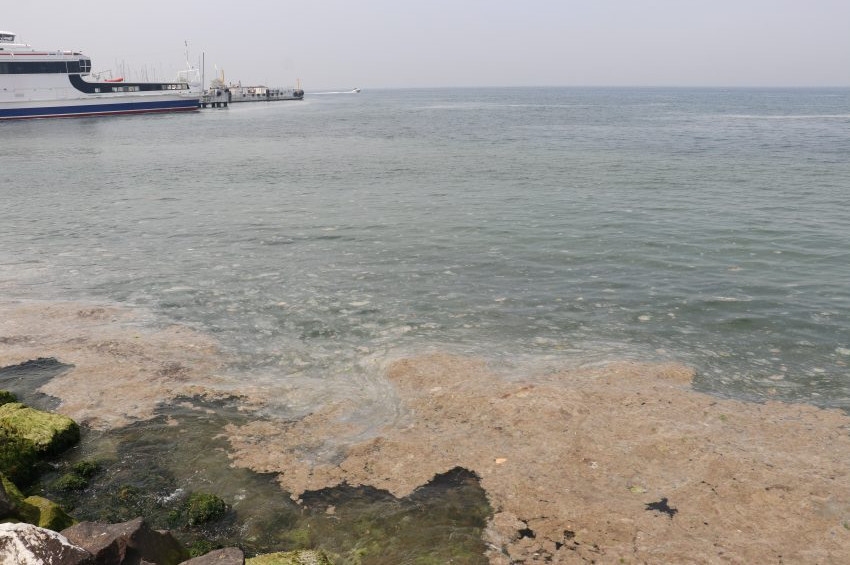 Yalova sahillerinde beyaz kirlilik: Müsilaj
