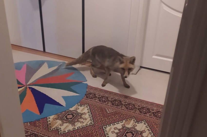 Kurnaz Tilkiler Çankırılıların yardımseverliğinden memnun