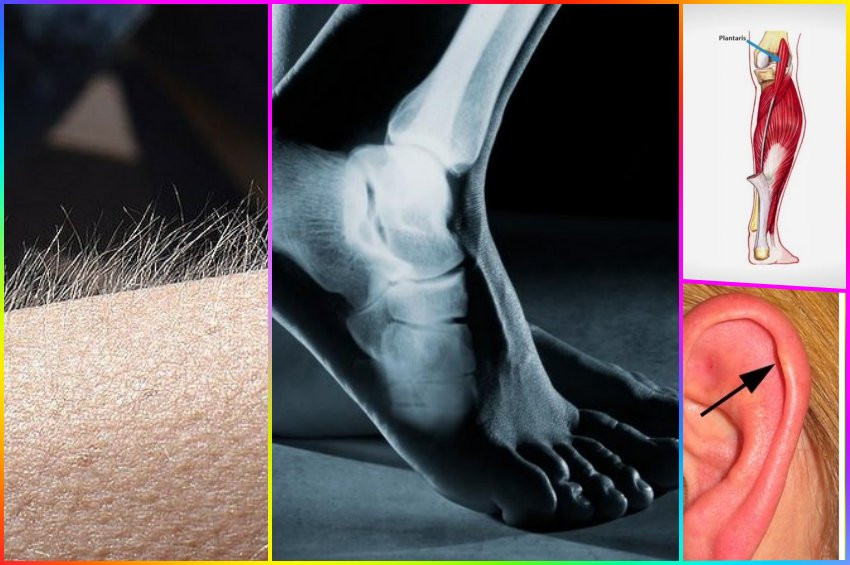 Köreldiği varsayılan 10 insan organı