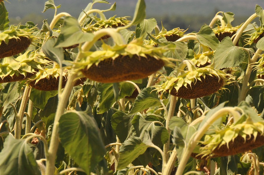 Trakya arazilerinde Bill Gates patlaması!