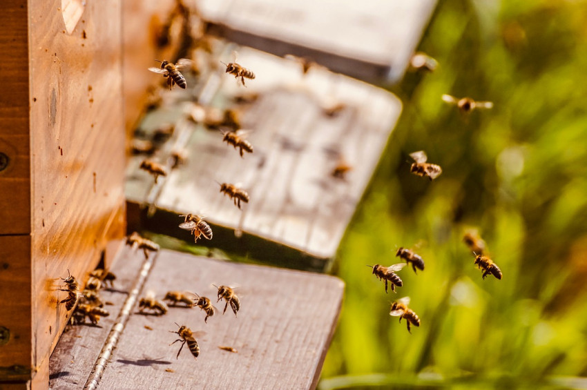 Düzcede arılar bir arıcıyı hastanelik etti