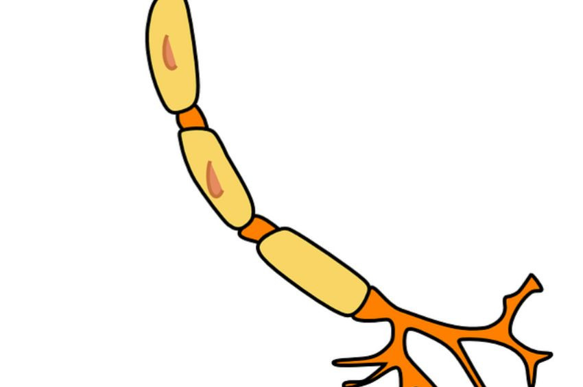 1 milyar yıllık çok hücreli canlı fosili bulundu