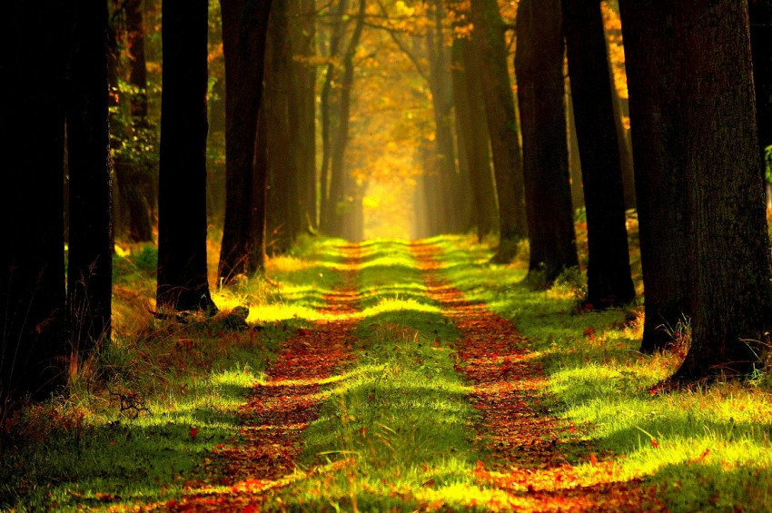 Avrupa Yeşil Mutabakatı nasıl alınır?