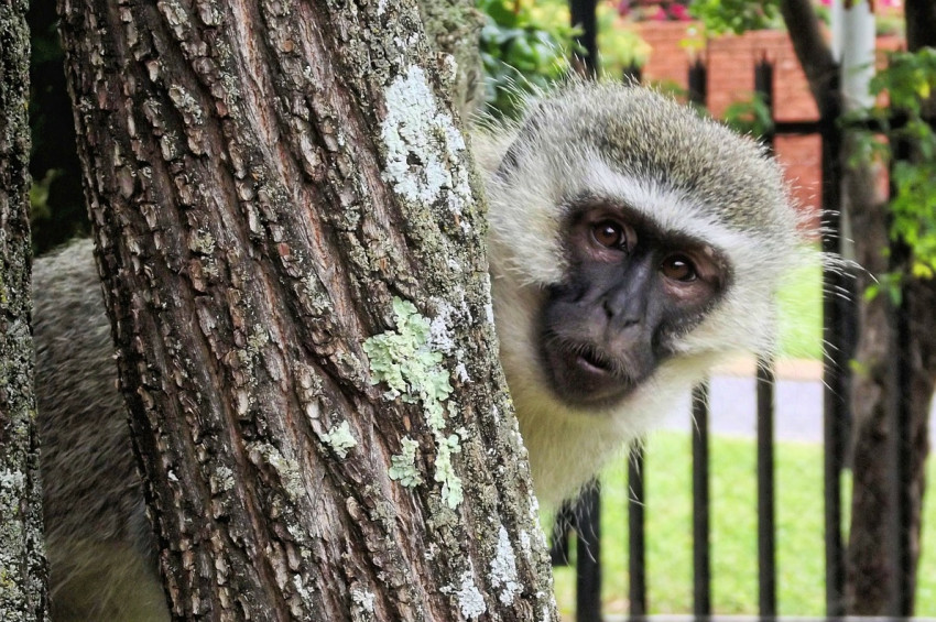 Maymunların hastalık için sosyal mesafe uyguladığı anlaşıldı