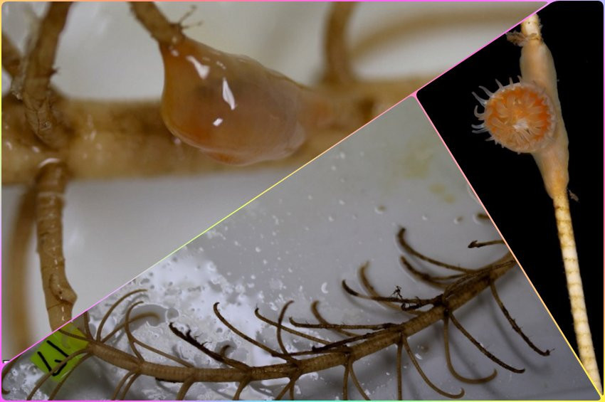 273 milyon yıldır yaşayan canlılar keşfedildi