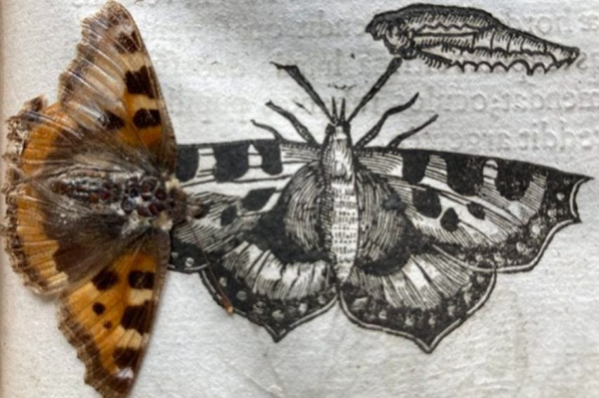 Kitap arasına konulan böcek 400 yıl sonra bulundu