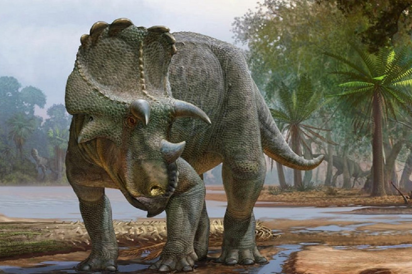 Meksikada bulunan fosiller boynuzlu dinozor türüne ait çıktı