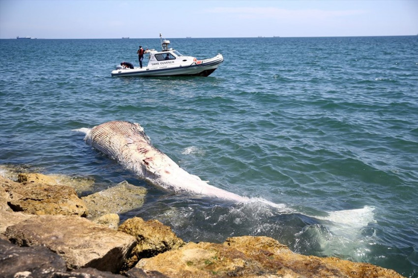 Mersinde sahile balina vurdu