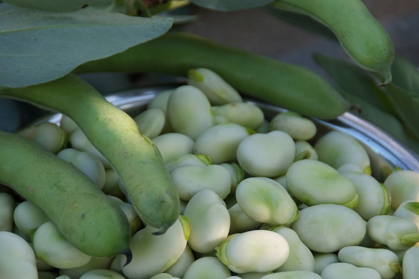 Bakla zehirlenmesi nedir? Kimler bakla yememeli?