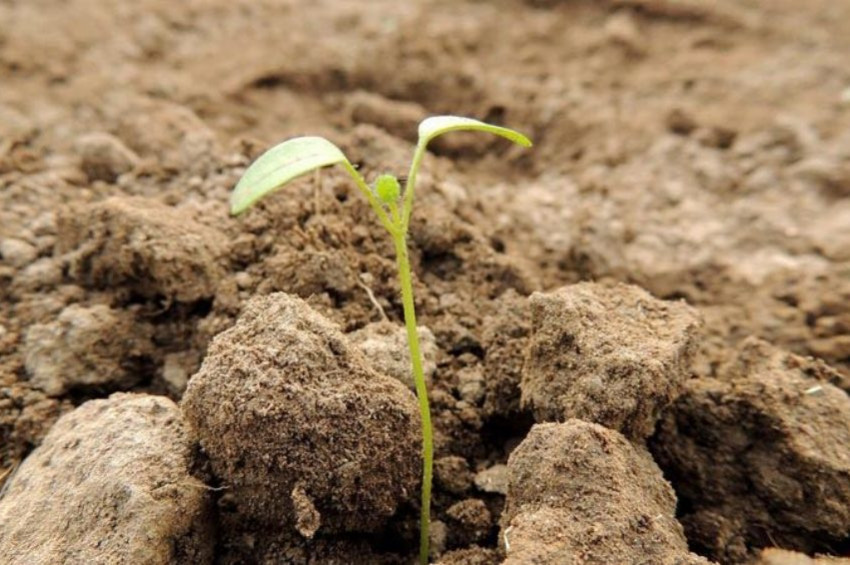 142 yıllık tohum filiz verdi