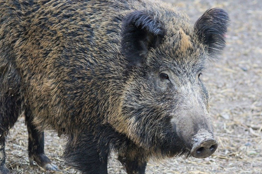 İtalyada domuz mafyası bir kadını soydu!