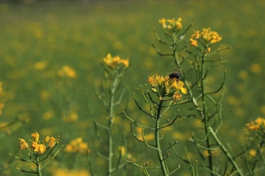Bingölde 10 dekarlık arı merası oluşturdu