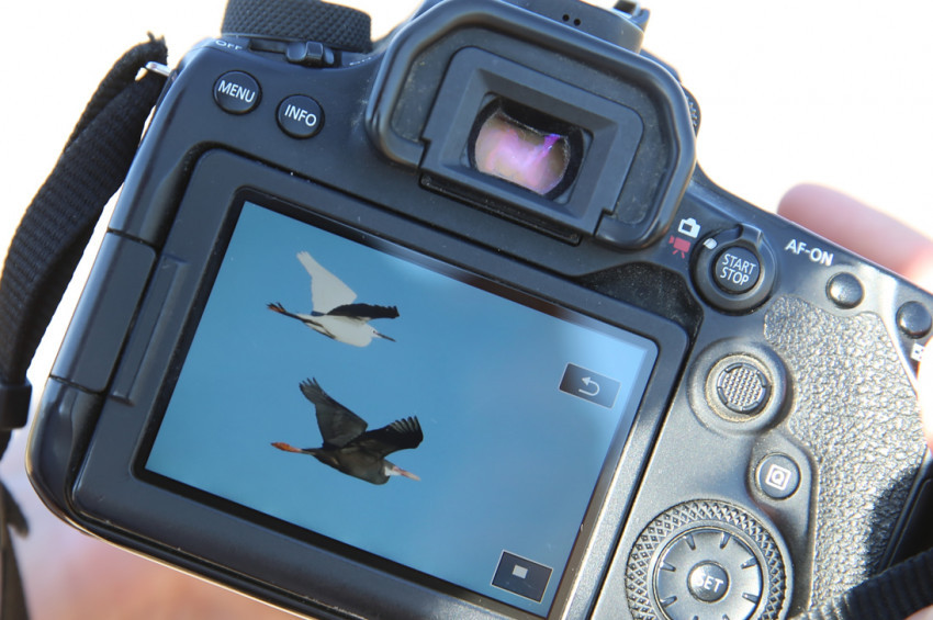 Kıyı Balıkçılı Türkiyede ilk kez görüldü