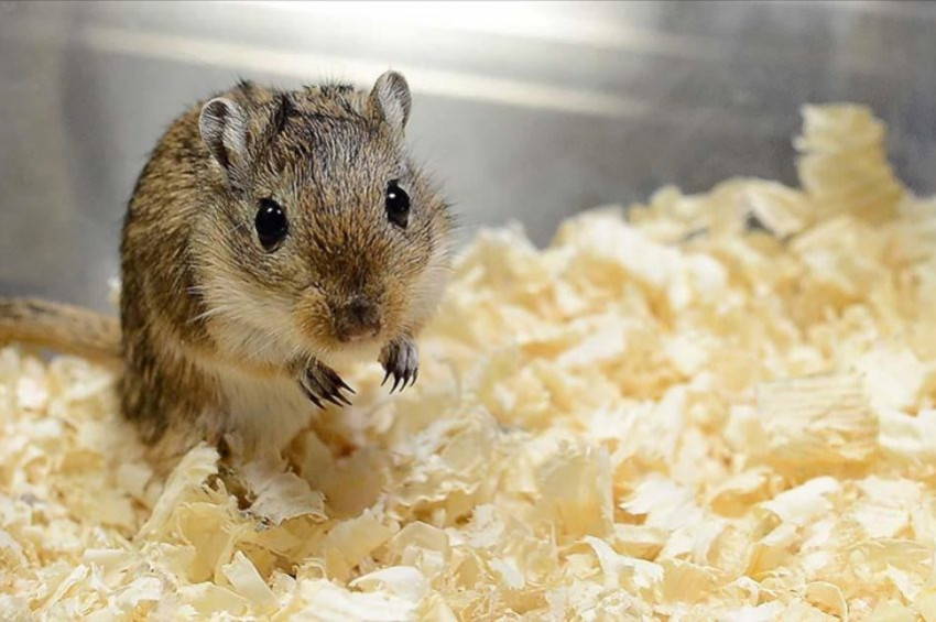 Şekerin bağımlılık yaptığı deneyle ispatlandı