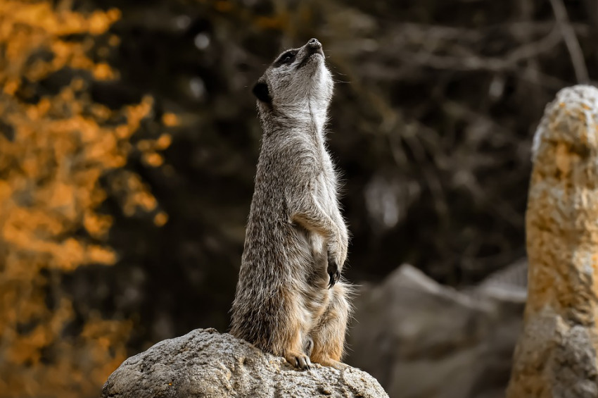 Anüslerini nefes borusu gibi kullanabilen memeliler varmış