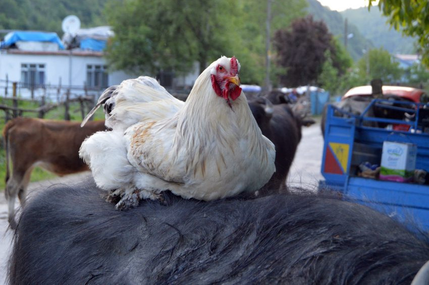 Mandaya binerek gezen tavuklar