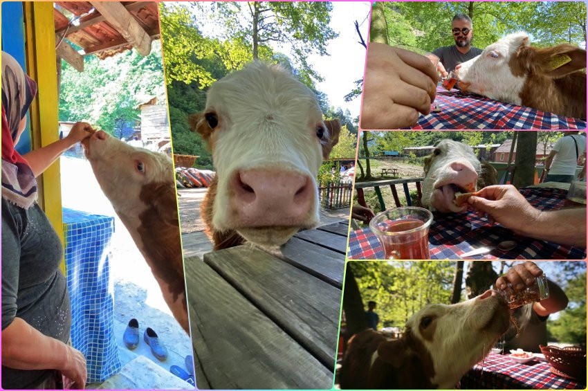 Öküzleri kıskandıracak Paşa Keyfi