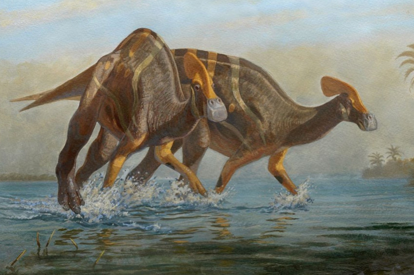 Düşmanlarını çığlık atarak korkutan dizonor türü keşfedildi