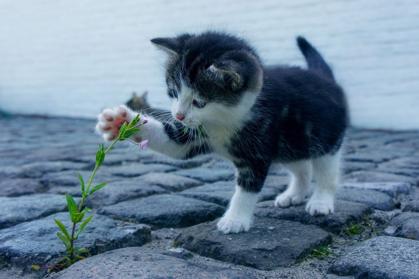 Kedilerin merak edilen 6 davranışının sebepleri