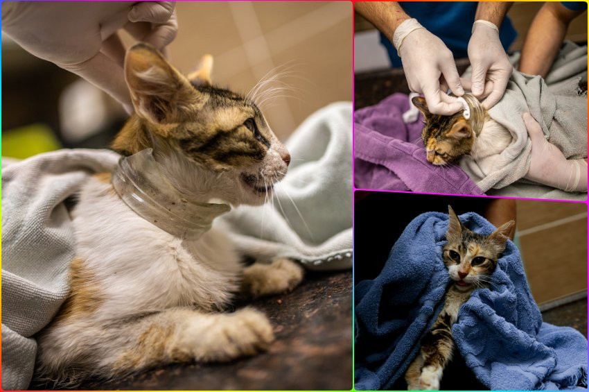 Kafasını kavanoza sokan kedi kurtarıldı