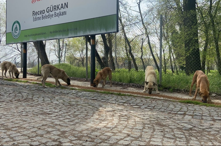 Koronavirüs hayvanseverlerlik duygularını da zedeledi