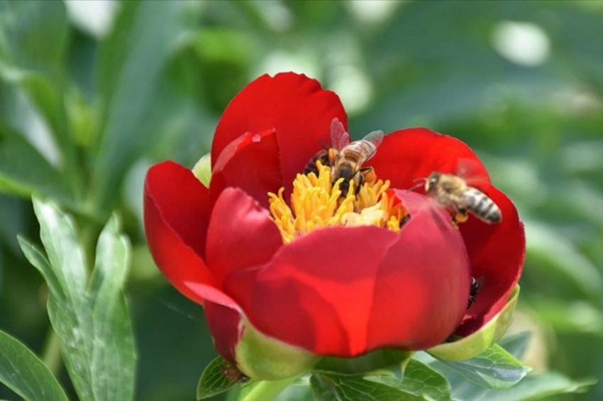 Arılar azaldıkça elma ve kiraz da azalıyor