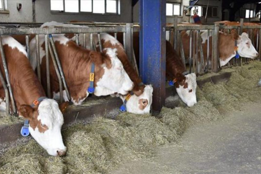 Hayvancılık hibe destekleri açıklandı