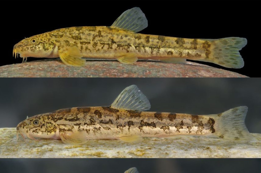 Yeni keşfedilen balık türüne Nasrettin Hocanın adı verildi