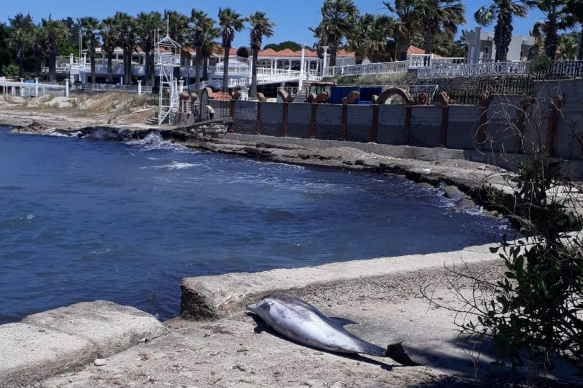 Didim sahilinde yunus cesedi bulundu