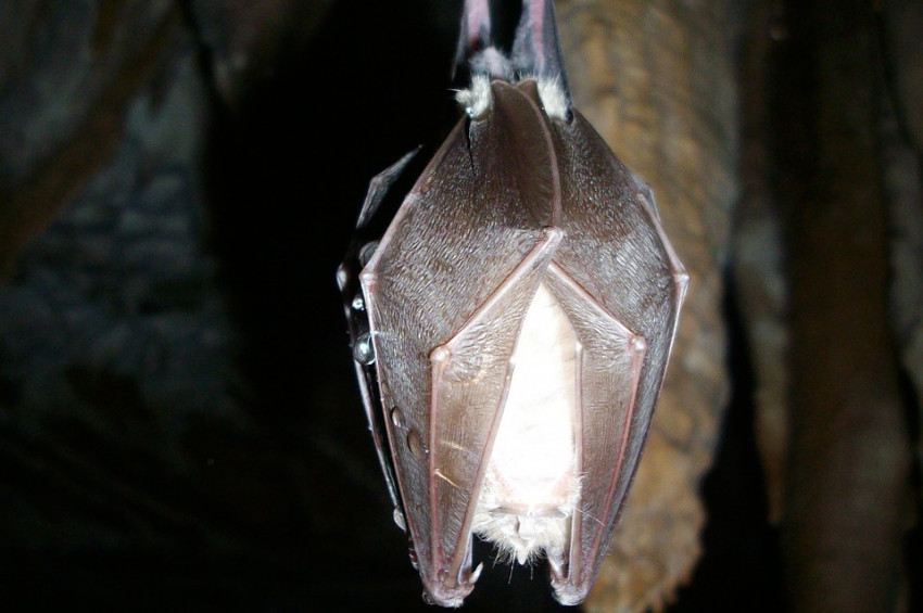 Yarasalarda koronavirüsün uzak akraba mutasyonu saptandı