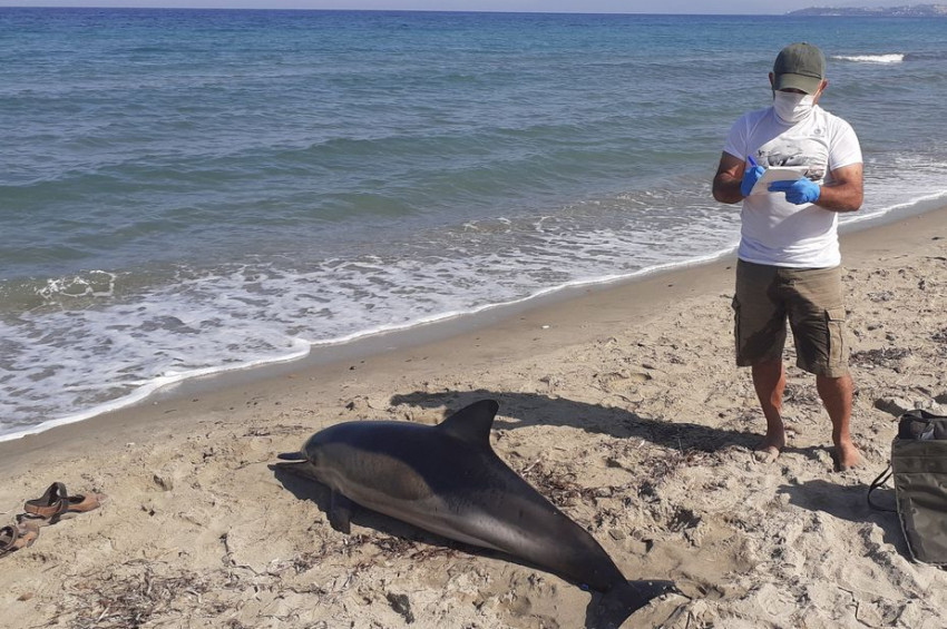 Kuşadası sahilinde ölü yunus balığı bulundu