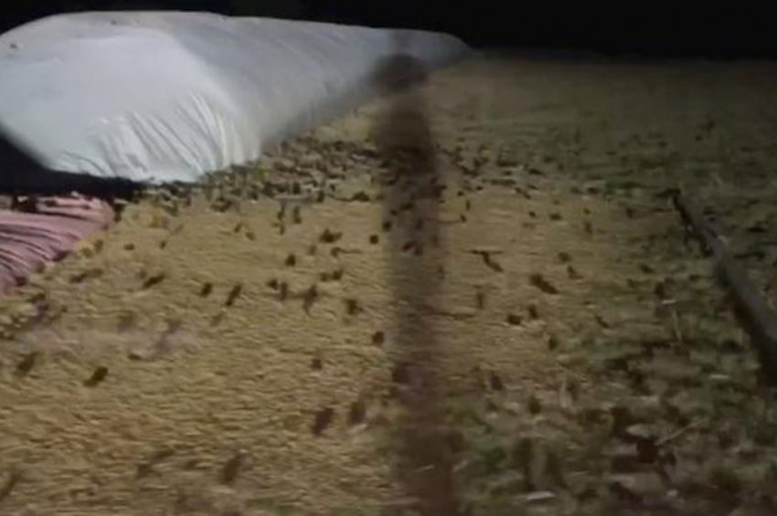 Avustralyada fare istilası yaşanıyor